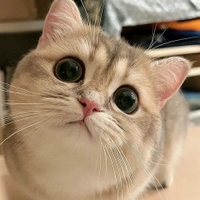 Bông
