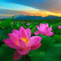 Thanh Huynh
