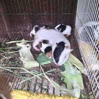 Farm Mini 