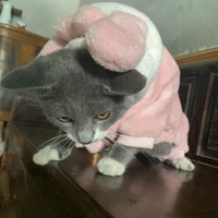 Huỳnh