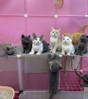 Nguyễn Quốc Việt