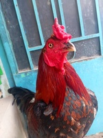 Gà Nhà Đổ