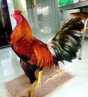 Hải
