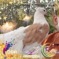 SEE TINH Pigeons v SEE TÌNH Bồ Câu Kiểng