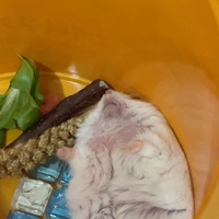 Thể Hà