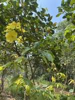 Thịnh Phát