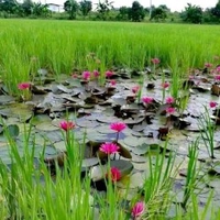 Trường công