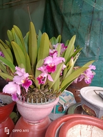 Tuan vu