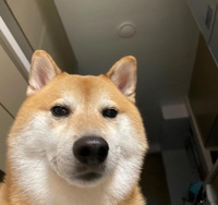 Akita