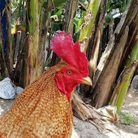 gà đá đập rơm