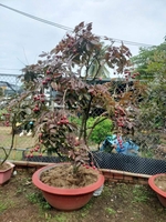 Mười Cơ