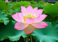Trang