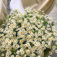 My Nguyễn
