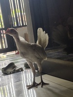 Sương 