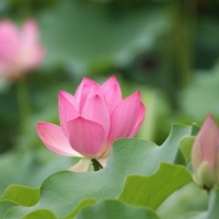 Thiện Hòa