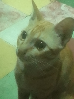 long nguyễn