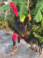 Gà Kết