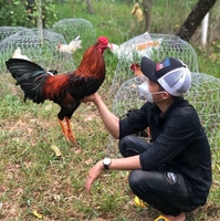 Gà Đá Miền Tây