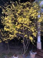 Hạ Nguyễn