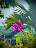 Hoài Hận