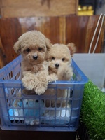 Đậu Đậu