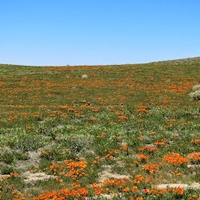 Tới Nguyễn Thị