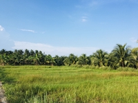 Nguyễn