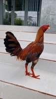 Hồ Tấn Đạt