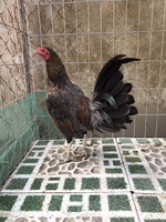 Nhox Farm Chicken - 0988575849