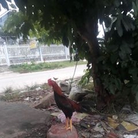 kẻ đa tình