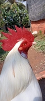 chicken gamefram
