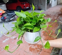 Như Ý