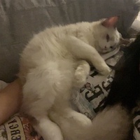 Nguyễn Thị Mỹ Linh 