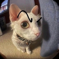 meow meow