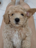 trà sữa