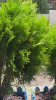 Nguyễn Thư