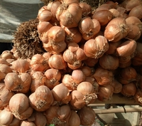 Sỉ lẻ Hành phi tỏi phi Hải Dương