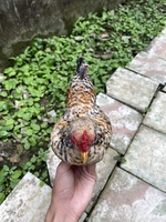 Gà Tre Bắc