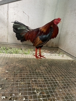 tre nồi sinh viên 