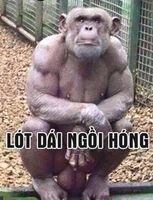 gấu