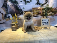 Thảo