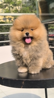 Lê dũng