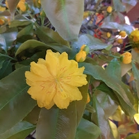 Tiểu Đình Trần