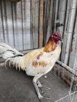 Chuyên Gà Peru Rặc