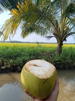 bohai