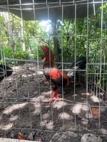 bán gà 
