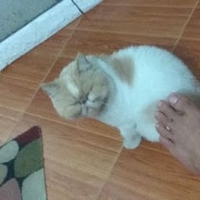 Hùng Nguyên