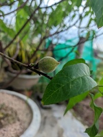 Nguyễn Mỹ