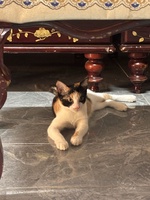 Mai Linh Nguyen Ngoc