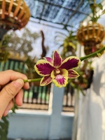 Phạm Quốc Hưng